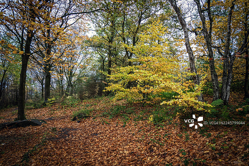 林地秋景图片素材