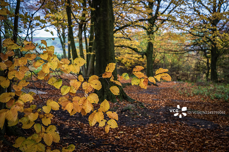林地秋景图片素材