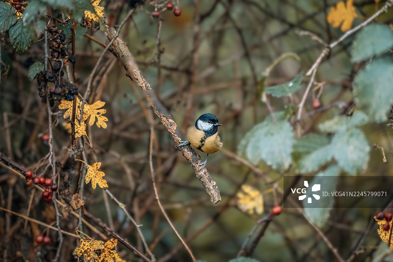 蓝山雀图片素材