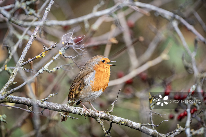 栖木上的知更鸟图片素材