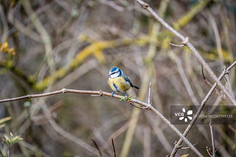蓝冠山雀图片素材
