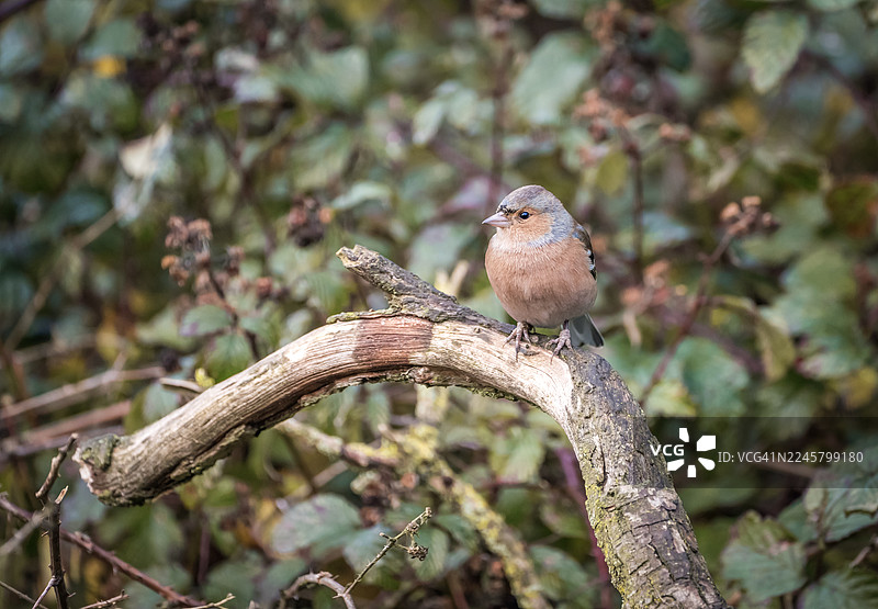 栖木上的燕雀图片素材