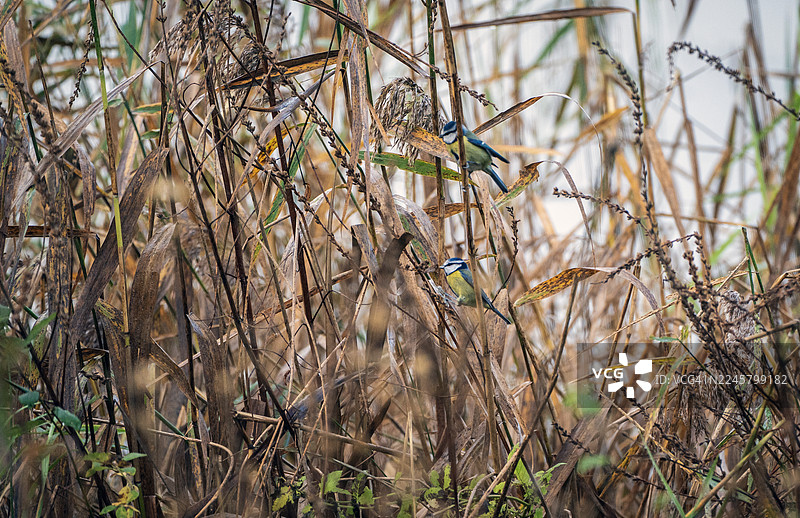 蓝山雀在芦苇丛中图片素材