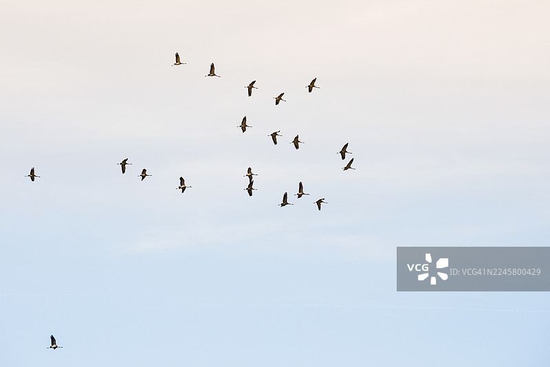 展翅飞翔的灰鹤图片素材