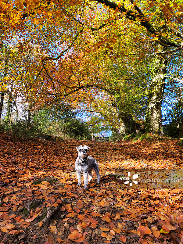 迷你雪纳瑞，秋季的达特穆尔图片素材