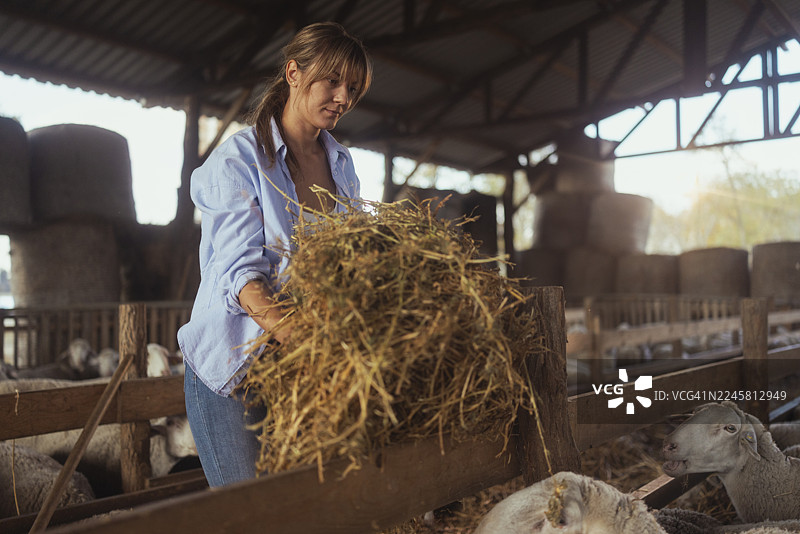 年轻女子在乡村谷仓里喂羊吃草图片素材