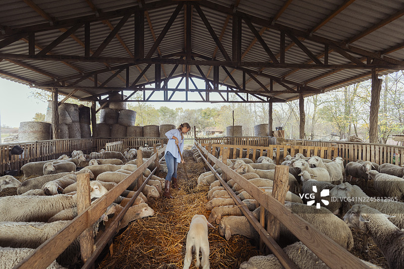 女工在羊场有顶的棚子里喂羊图片素材