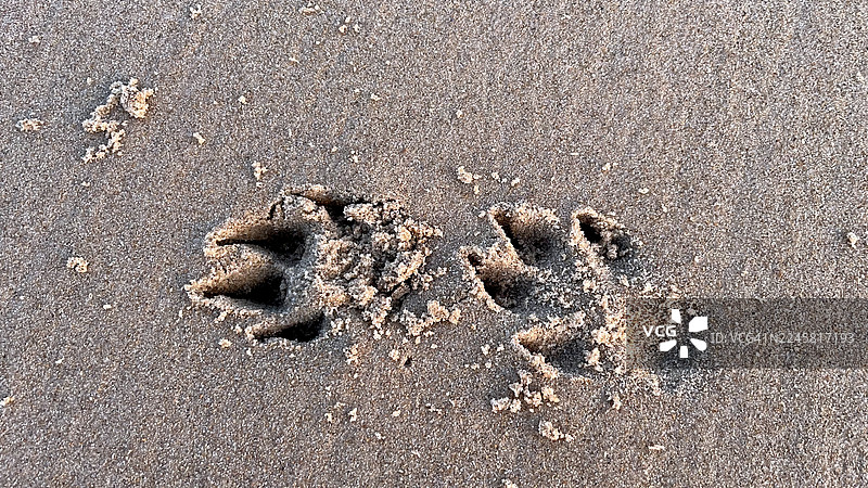 沙滩上狗的脚印图片素材