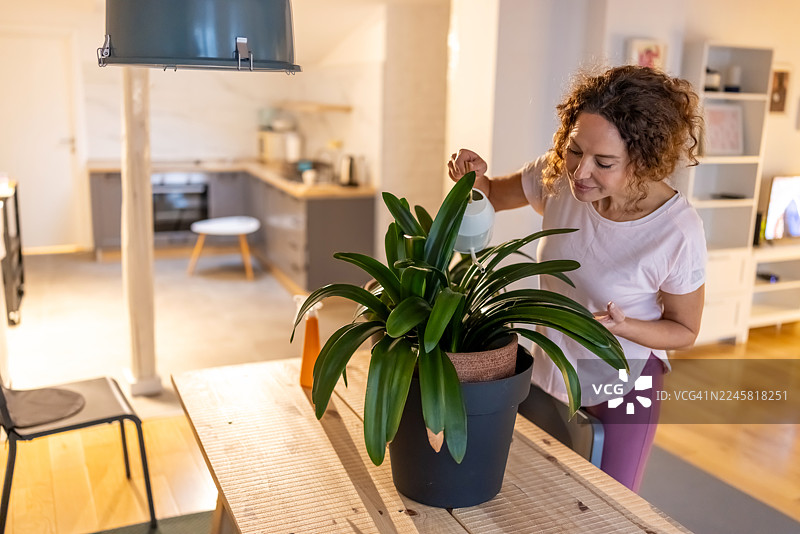 一位女士在明亮的居家厨房里，正在给一盆茂盛的盆栽浇水图片素材