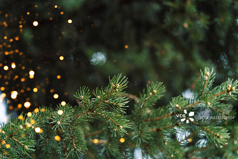 带金色散景灯光的云杉枝条，圣诞背景图片素材