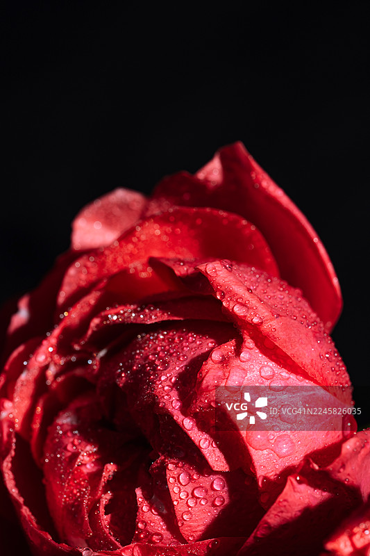 黑色背景上带有闪亮水滴的红色玫瑰花瓣，微距垂直拍摄图片素材