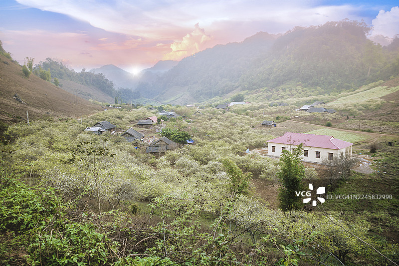 春天，位于盛开的梅花果园中的山罗省木州龙龙村的空中视角。图片素材