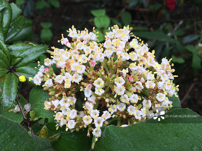 不丹虎穴寺（帕罗塔克桑）徒步沿途的野生动植物。图片素材