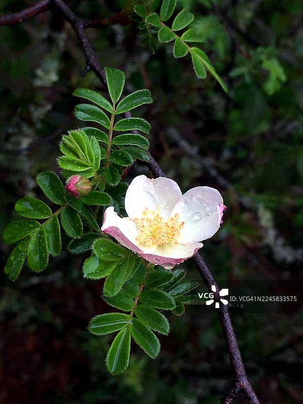 不丹虎穴寺（帕罗塔克桑）徒步沿途的野生动植物。图片素材