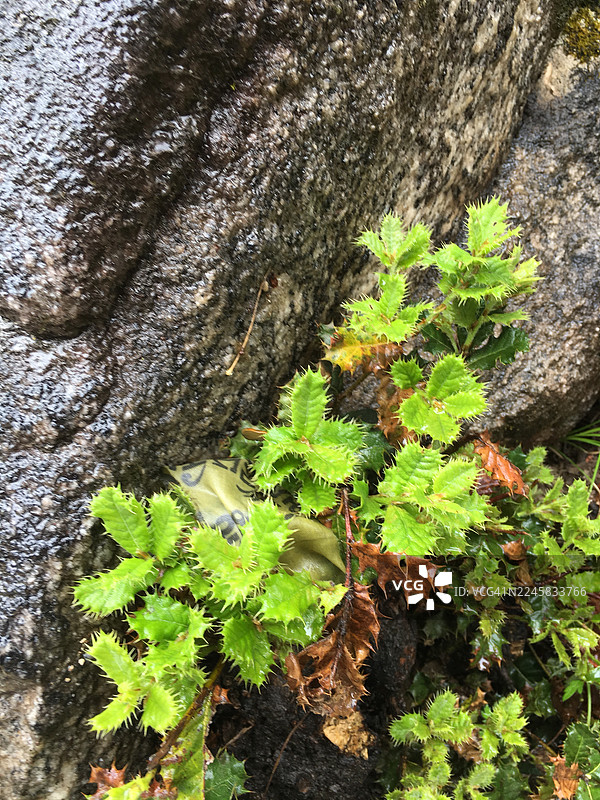 不丹虎穴寺（帕罗塔克桑）徒步沿途的野生动植物。图片素材