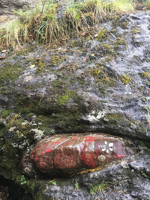 不丹虎穴寺（帕罗塔克桑）徒步沿途的野生动植物。图片素材
