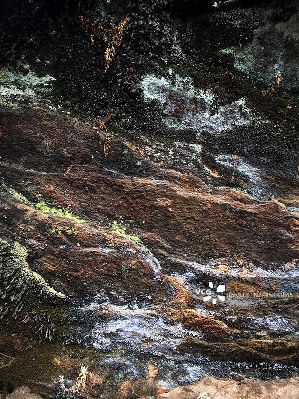 不丹虎穴寺（帕罗塔克桑）徒步沿途的野生动植物。图片素材