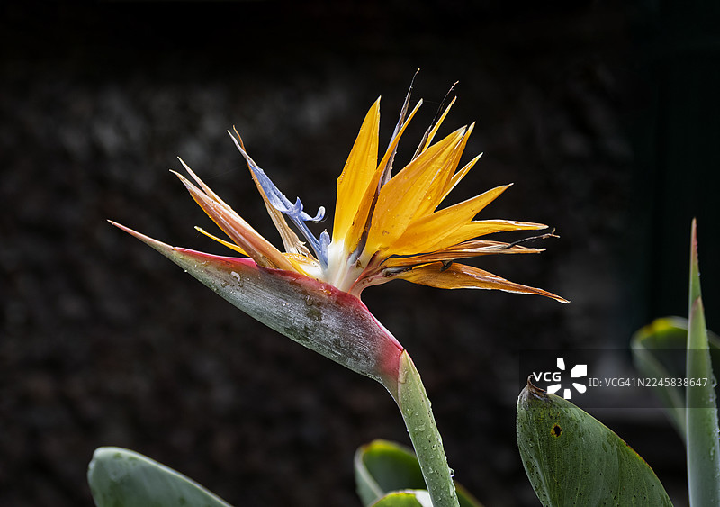 橙色天堂鸟花（鹤望兰）在户外，带有小水珠。图片素材
