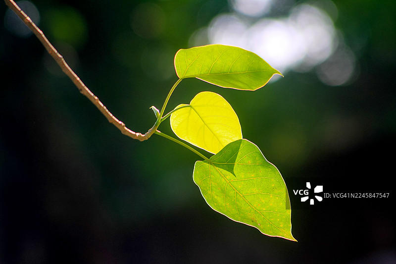 阳光透过榕树叶脉图片素材