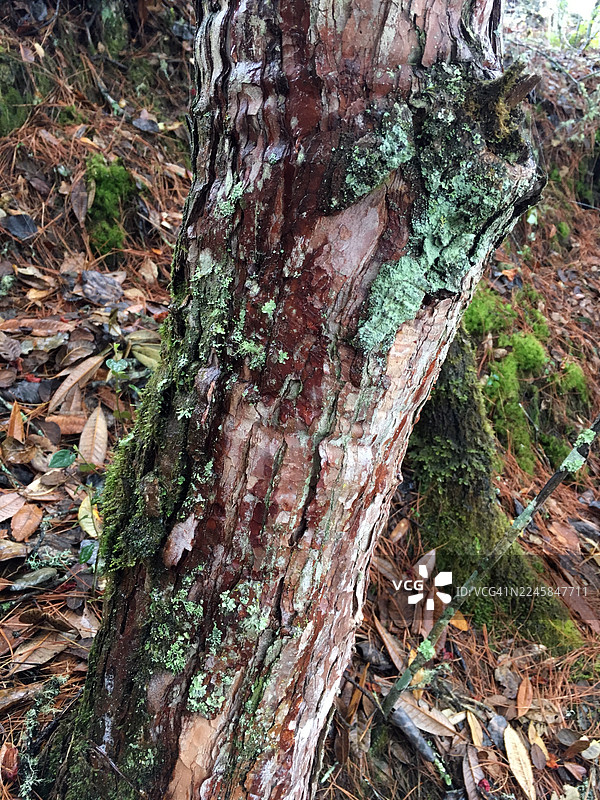 不丹虎穴寺（帕罗塔克桑）徒步沿途的野生动植物。图片素材