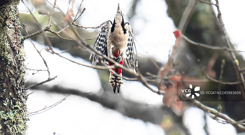 啄木鸟完成了对这棵树的工作，并消失在画面外图片素材