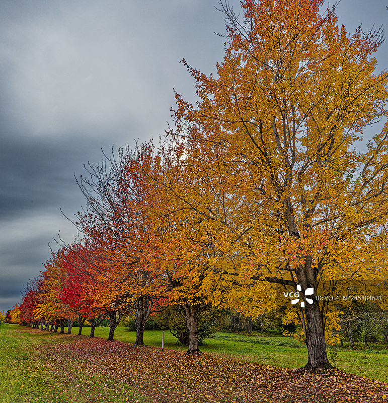 一排秋天的树图片素材