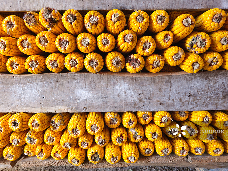 玉米穗排列以便空气流通。图片素材