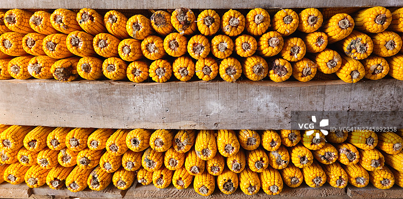 排列的玉米穗，以便空气流通。图片素材