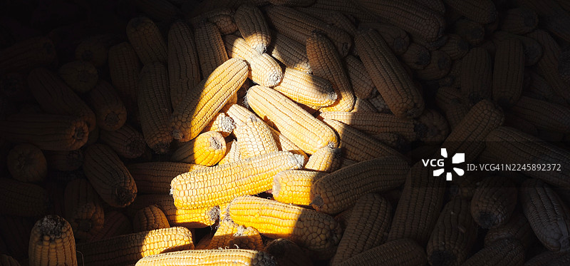 玉米穗排列以促进空气流通。图片素材