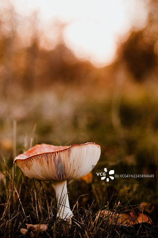 毒蝇伞图片素材