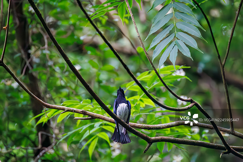 一只美丽的蓝白花catch(蓝白花catch,花catch科)。快乐的蓝鸟。在泉水中沐浴。日本山梨县富士吉田市大户浦泉,2025年图片素材