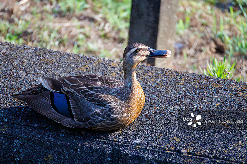 斑嘴鸭，Anas zonorhyncha。在稻田里和农民在一起。图片素材