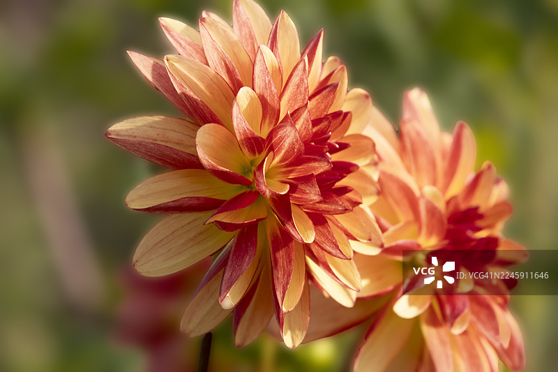 2025年10月16日，达莉亚盛开于俄勒冈州胡德河图片素材