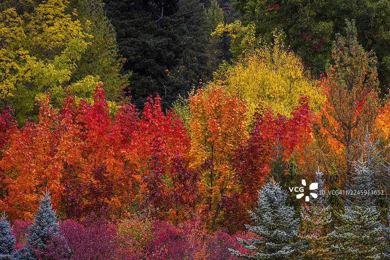 2025年10月15日，胡德河俄勒冈州的秋色 011图片素材