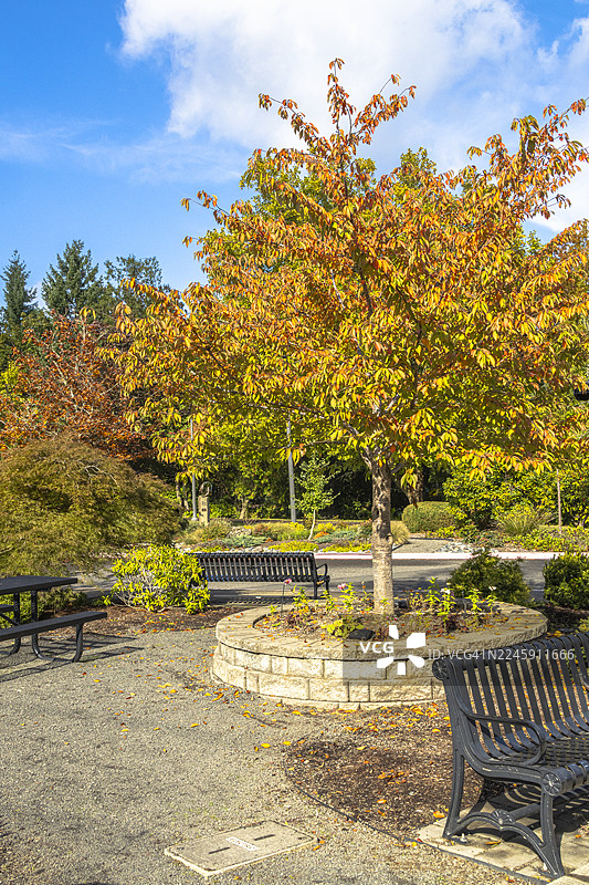 2025年10月17日 格雷沙姆市主城区公园 006图片素材