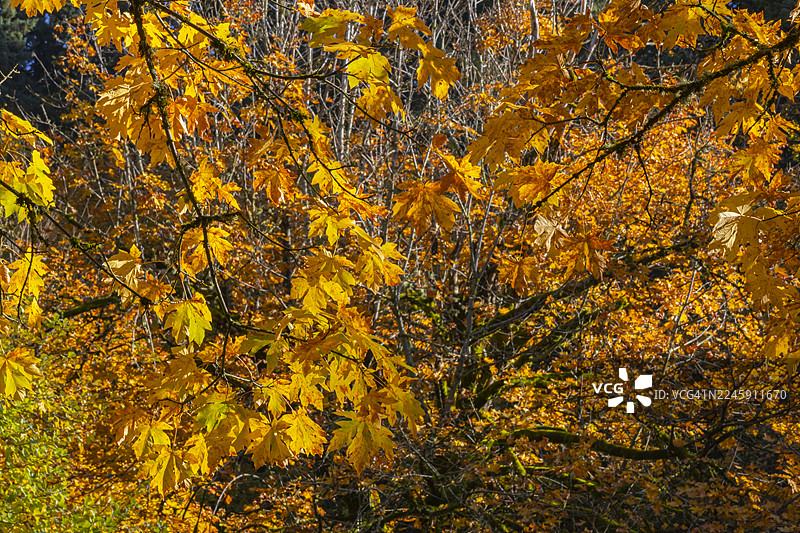 2025年11月2日 缤纷秋叶 - 科比特 OR图片素材
