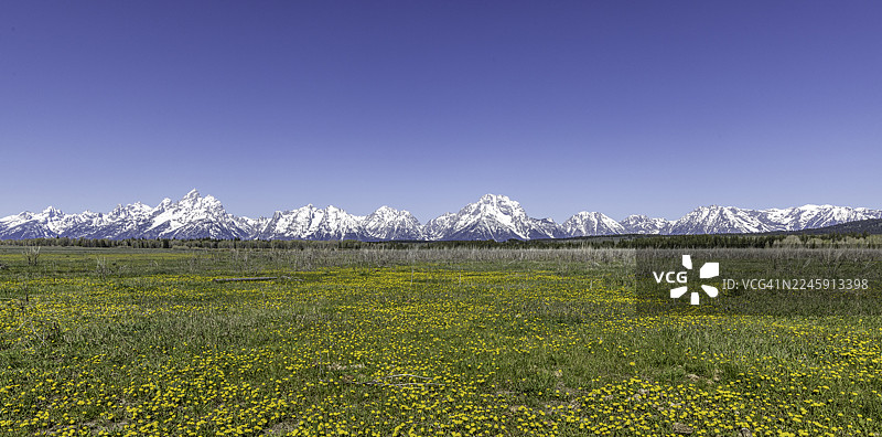春季，麋鹿牧场平地休息区，蒲公英和提顿山脉图片素材