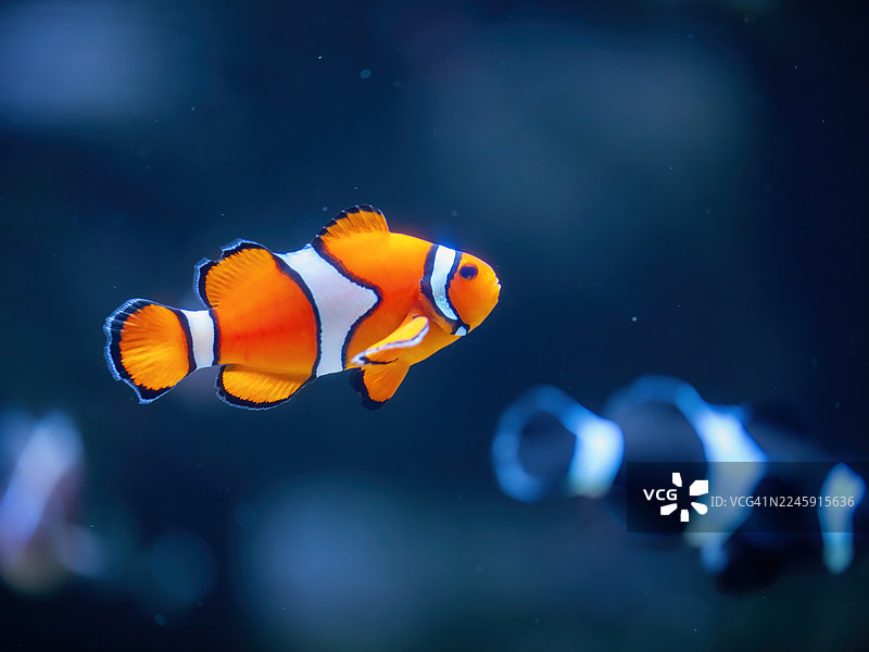 橙色小丑鱼图片素材