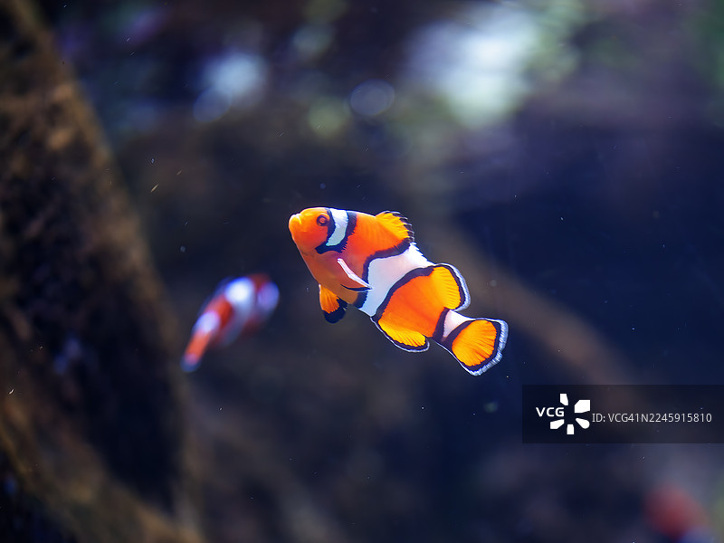 小丑鱼图片素材