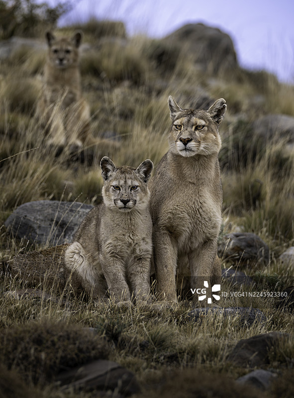 智利巴塔哥尼亚的野生美洲狮图片素材