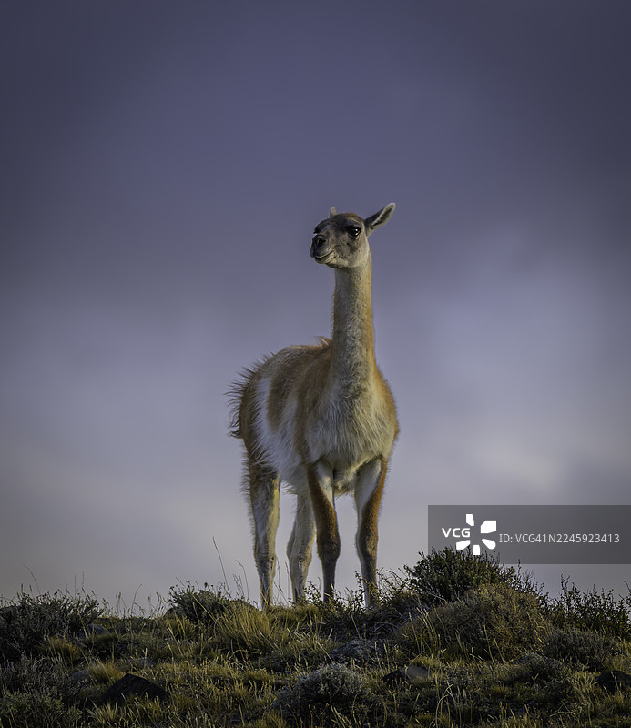 智利巴塔哥尼亚的野生原驼图片素材