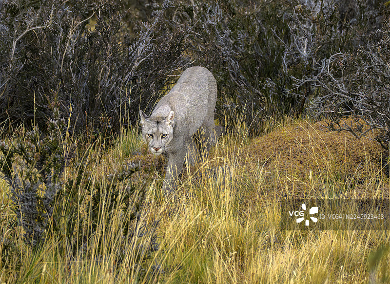 智利巴塔哥尼亚的野生美洲狮正在捕猎图片素材