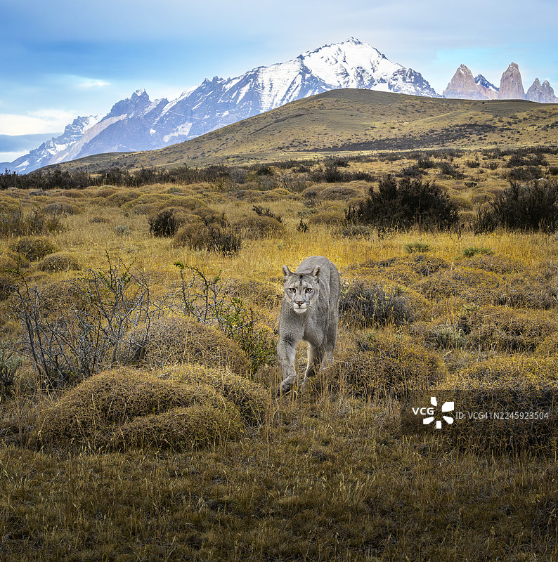 智利巴塔哥尼亚的野生美洲狮正在捕猎图片素材
