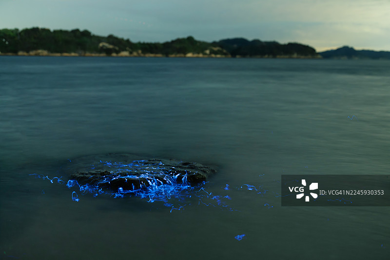 沿海地区发光的滨海小海萤图片素材