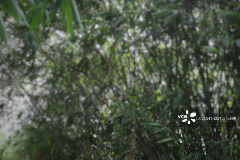 森林小径图片素材