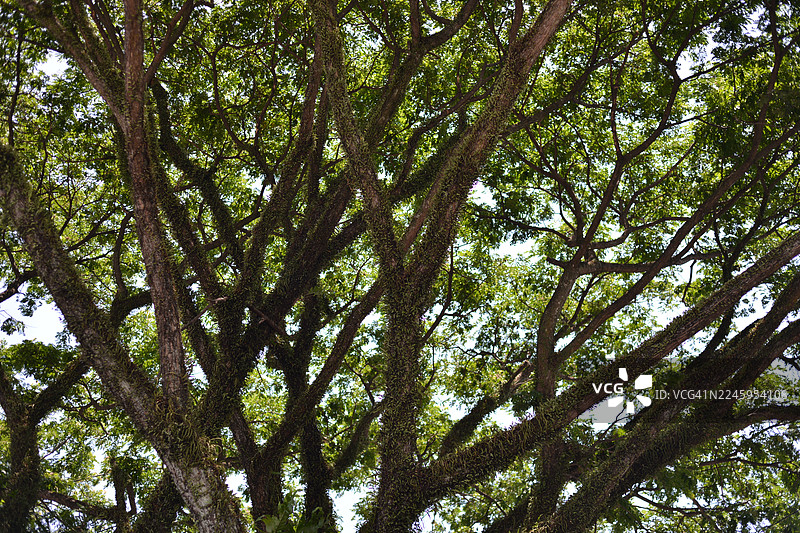 一棵枝繁叶茂的老树，树枝粗壮交错。图片素材