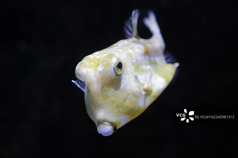 长角牛鲀（Lactoria cornuta）图片素材