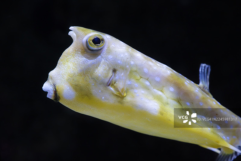 长角牛鲉（Lactoria cornuta）图片素材