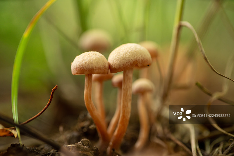特写镜头：野生蘑菇在自然森林环境中生长图片素材