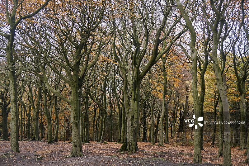 英格兰约克郡乡村的古老森林图片素材
